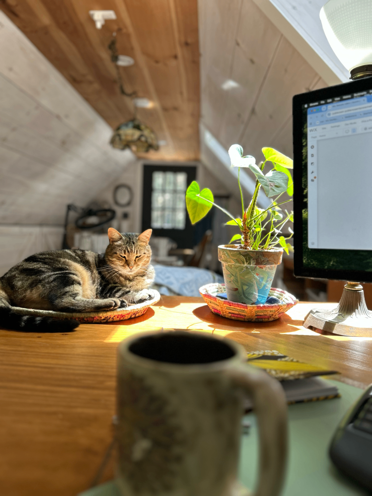 Luann the studio cat