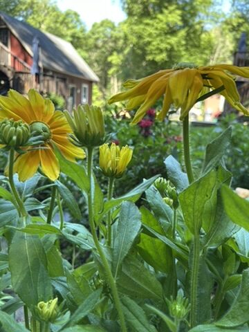 x0alli studio garden yellow rudbeckia flowers