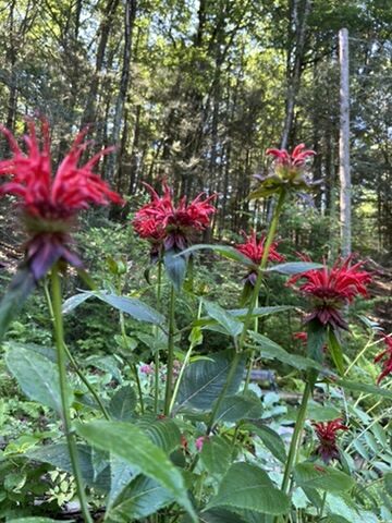 x0alli studio garden red bee balm forest